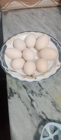 #Golden Eggs #Misry Eggs #Fertile Eggs گولڈن مصری مرغیوں کے انڈے