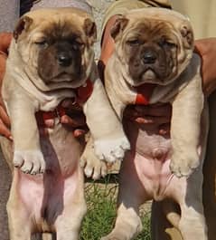 kurdish Kangal dog pair 2 months for sale security dog