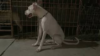 Dogo Argentino Dog Female Non Pedigree