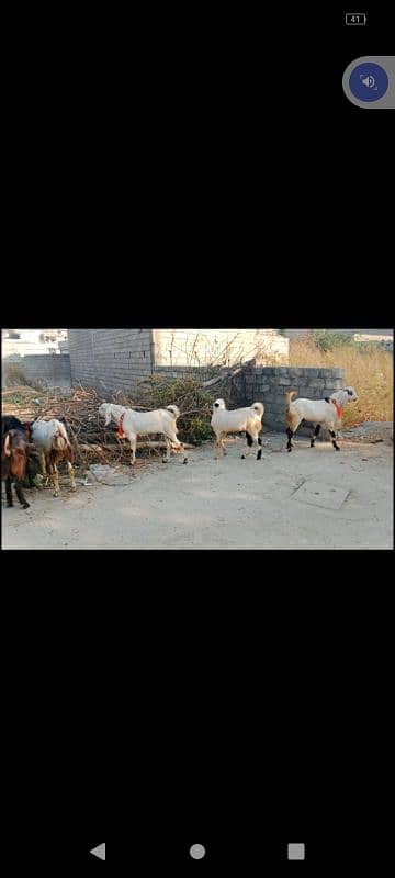 Bakra . . Desi beetal . 10 piece 0