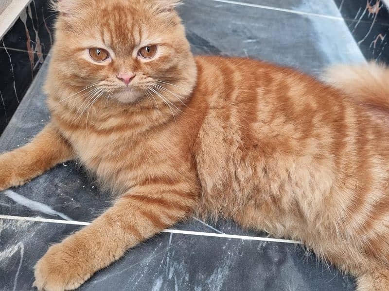 Russian cat male 8 months old 2