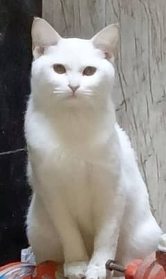 cute cat