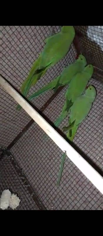 yellow ringneck pair 1