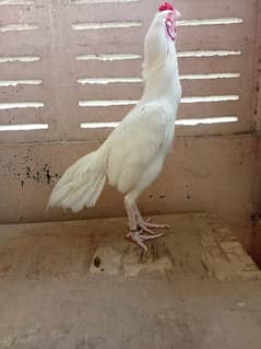 paper white Heera aseel breeder male