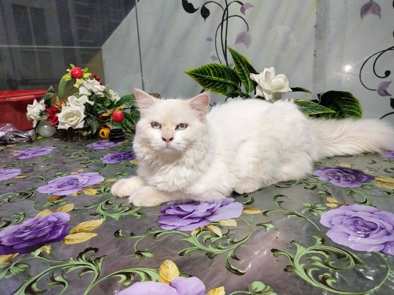 Turkish angora 0