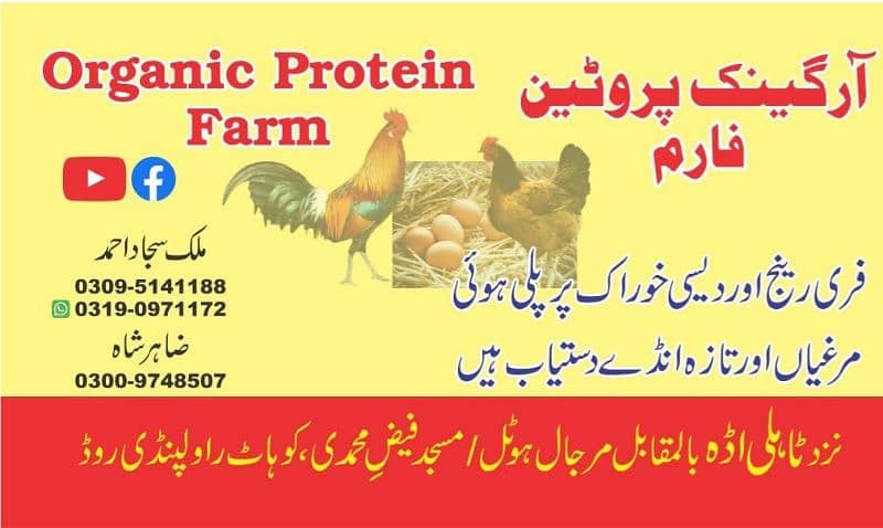 Golden Misri chicken and eggs (Single)and(Wholesale) 1