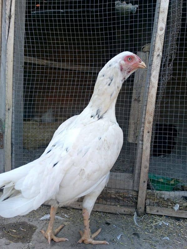 white female for sale with lasani male 2