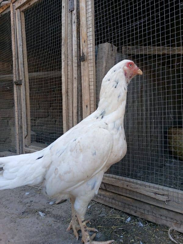 white female for sale with lasani male 3