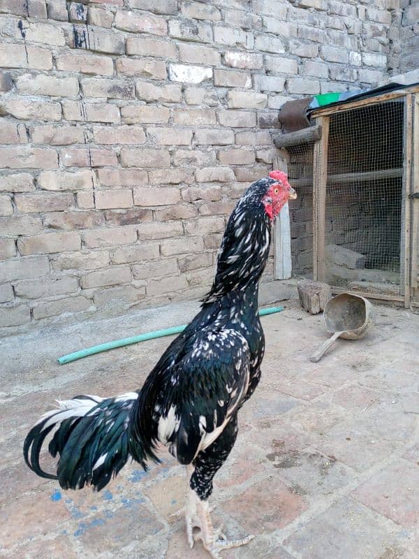 white female for sale with lasani male 4