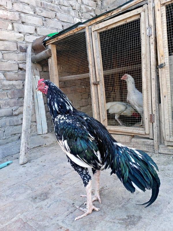 white female for sale with lasani male 6