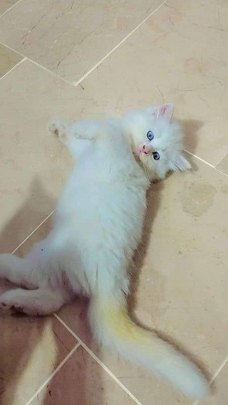 Persian cat 2 month age for Sale 0