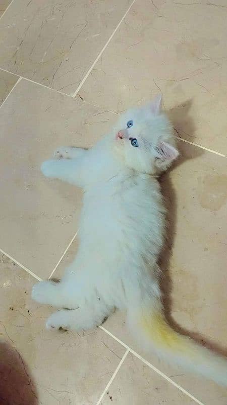 Persian cat 2 month age for Sale 1