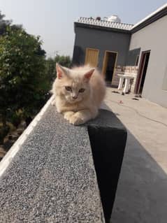 Persian Kitten Triple Coated