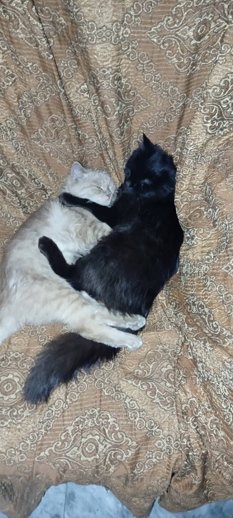 2 Cats Persian cats age 4 months 1