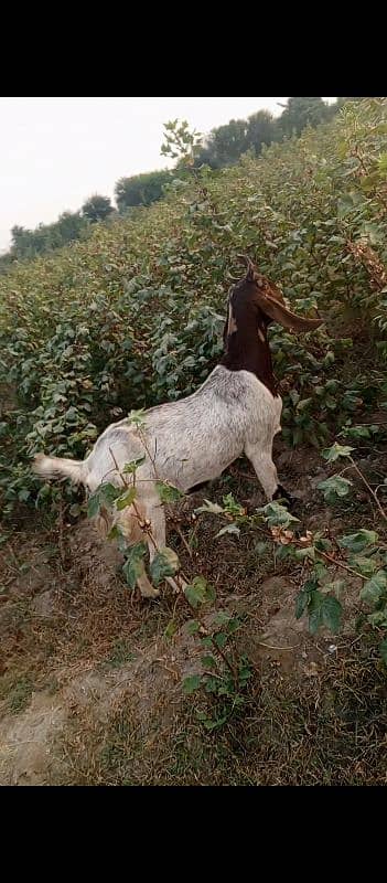 Goat for Sell Gabban Nai hai 0