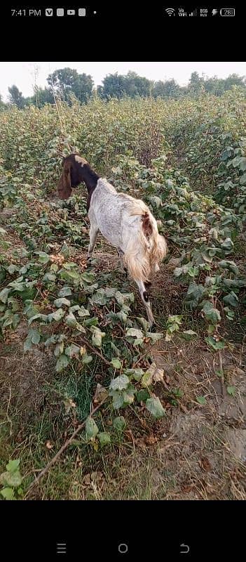 Goat for Sell Gabban Nai hai 1