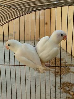 albino violet sable