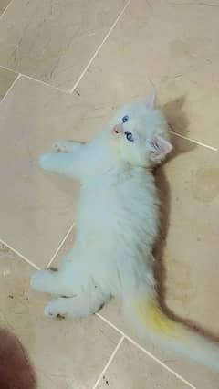 persian cat for sale 2 month age whatsapp number 03267720525