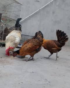 desi hens for sale