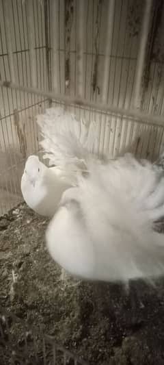 laka pigeons for sale