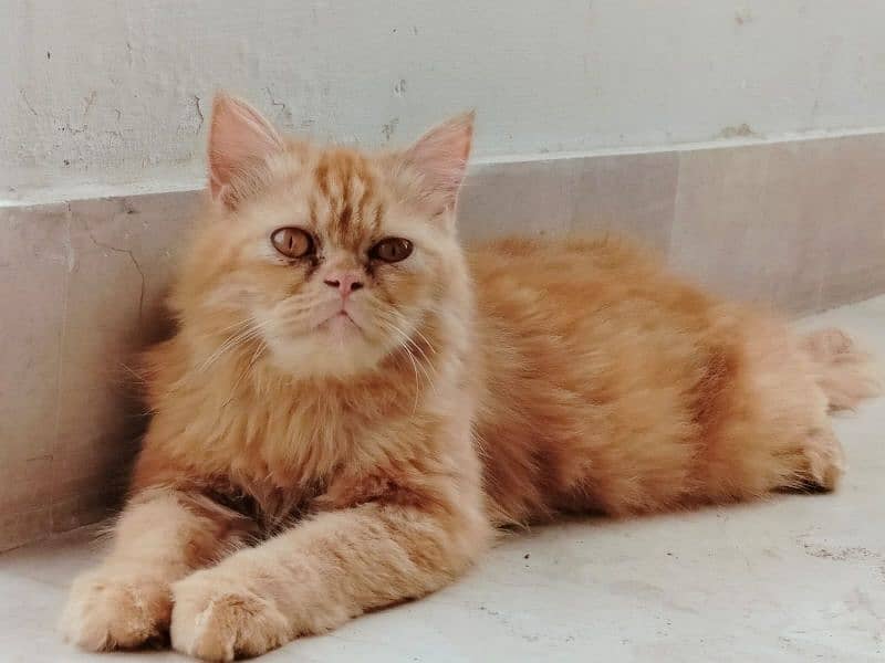 FEMAL CAT PERSIAN 0