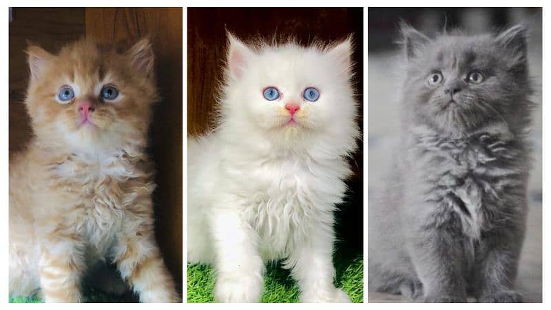 Persian kitten cats 0