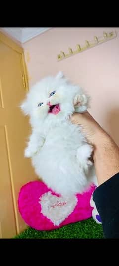 Persian cat for sale Mel aur female my WhatsApp 0318=86=38=101