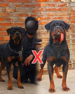 Rottweiler Puppies Top notch Quality