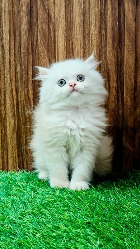 Bicolor / Gray / Fawn persian kittens / persian cats for sale 1