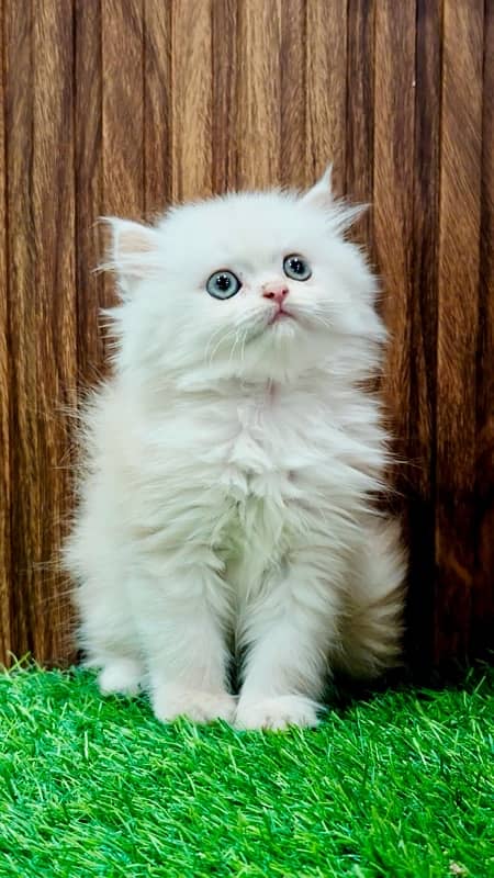 Bicolor / Gray / Fawn persian kittens / persian cats for sale 2