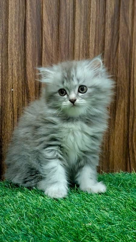 Bicolor / Gray / Fawn persian kittens / persian cats for sale 3