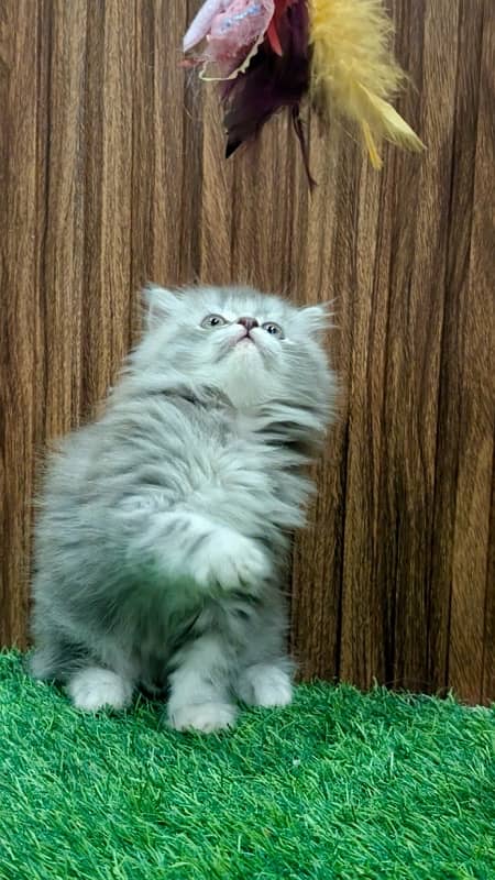 Bicolor / Gray / Fawn persian kittens / persian cats for sale 4