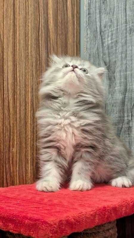 Bicolor / Gray / Fawn persian kittens / persian cats for sale 5