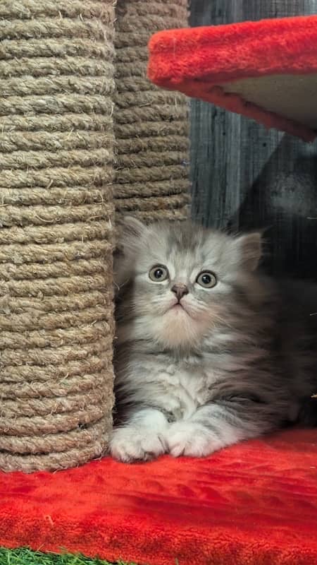 Bicolor / Gray / Fawn persian kittens / persian cats for sale 6