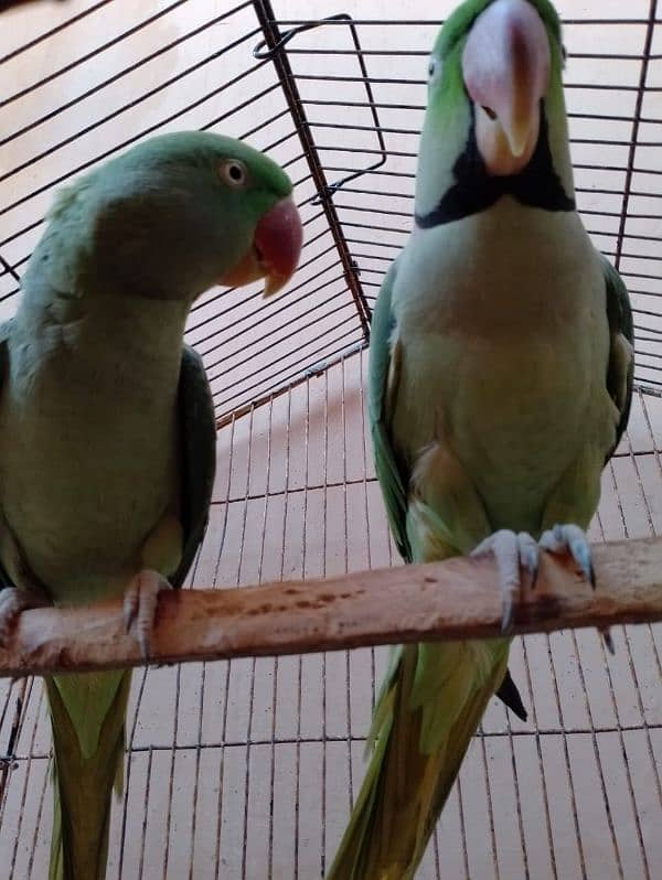 Raw parrot talking pair  0335 3045047 0