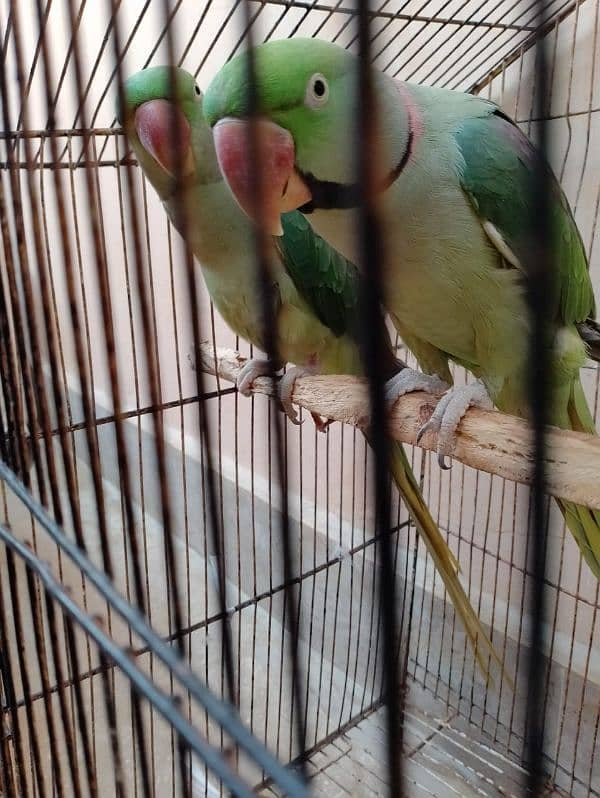 Raw parrot talking pair  0335 3045047 1