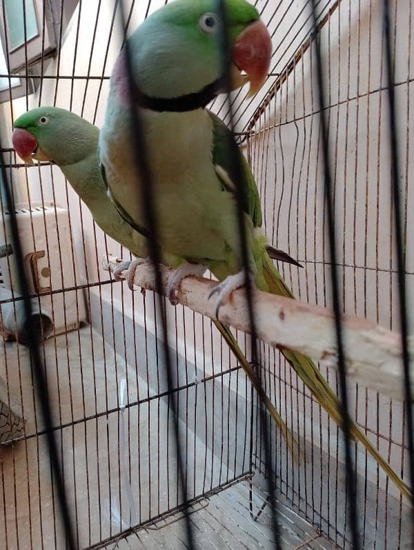 Raw parrot talking pair  0335 3045047 2