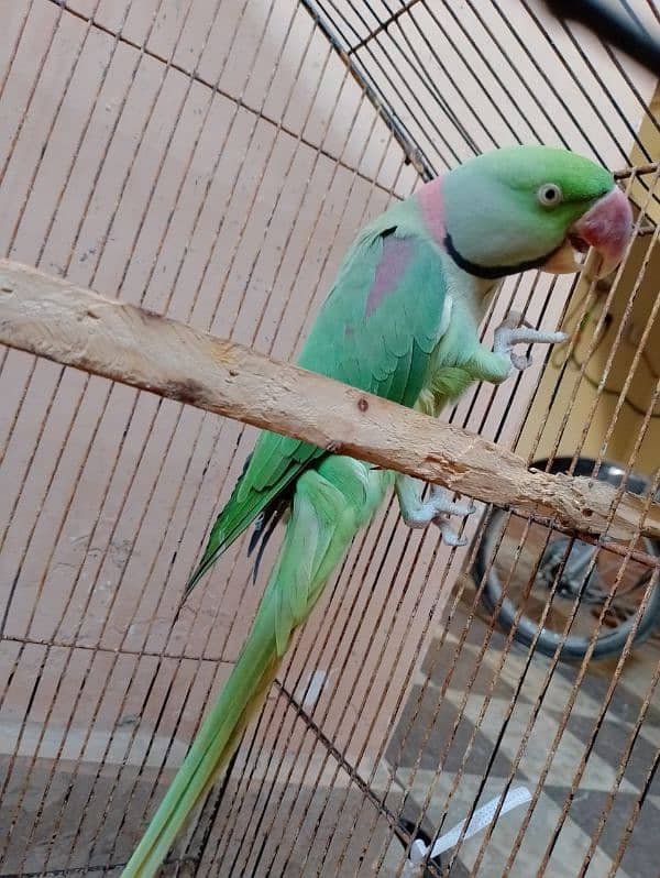 Raw parrot talking pair  0335 3045047 3