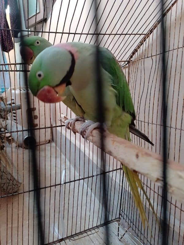 Raw parrot talking pair  0335 3045047 5