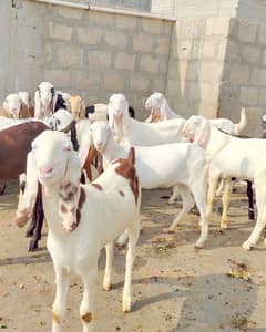 pure Punjab nasal Ka male's female's