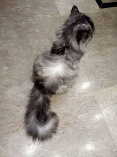 Persian female cat