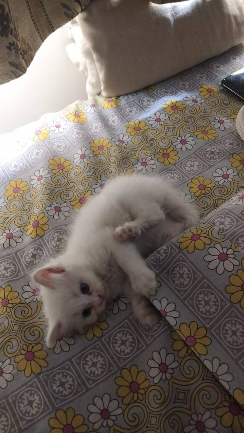 Persian kitten male for sell in karachi 0