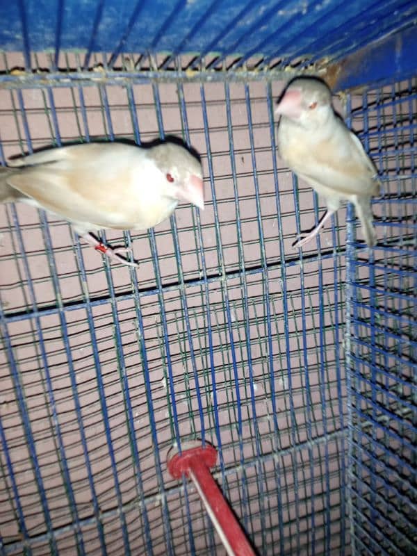 fawn java patthy first molt clear ho gai hy ring bird hy 3