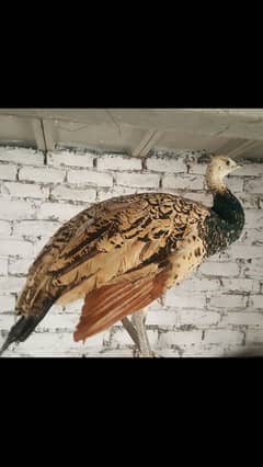 peacock Indian black shoulder  pair