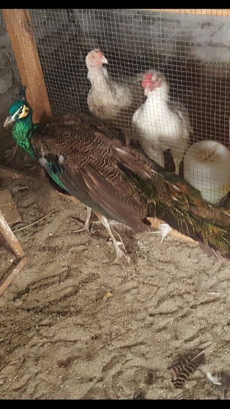 Peacock pair available 1