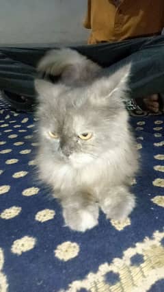 Persian cat for sale