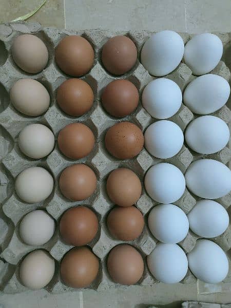 Hens Desi Eggs 2