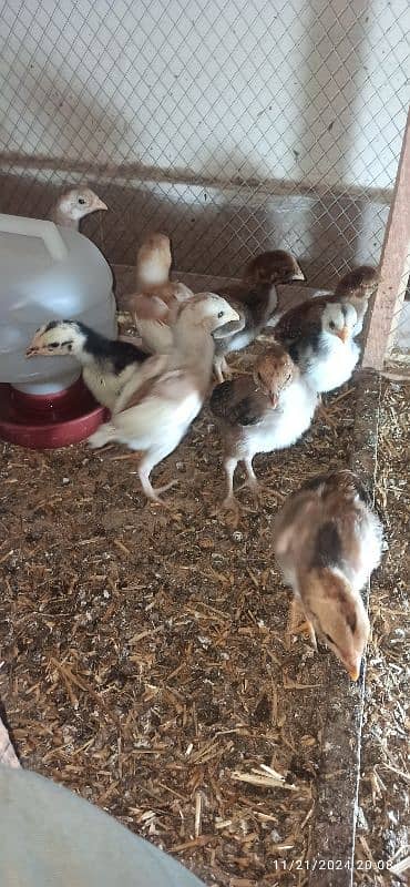 High Quality Aseel Heera Chicks 0