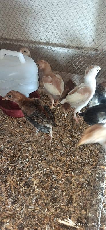 High Quality Aseel Heera Chicks 1