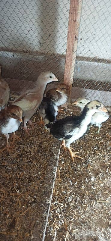 High Quality Aseel Heera Chicks 2